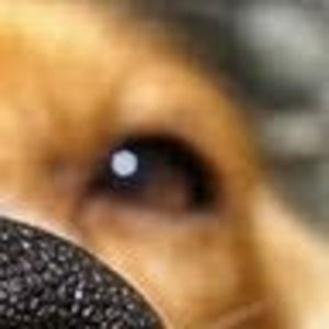 Meet your Posher, Marlene